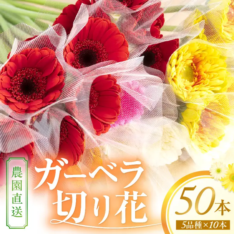 御坊の花 農園直送 ガーベラ切り花50本【0773-5】