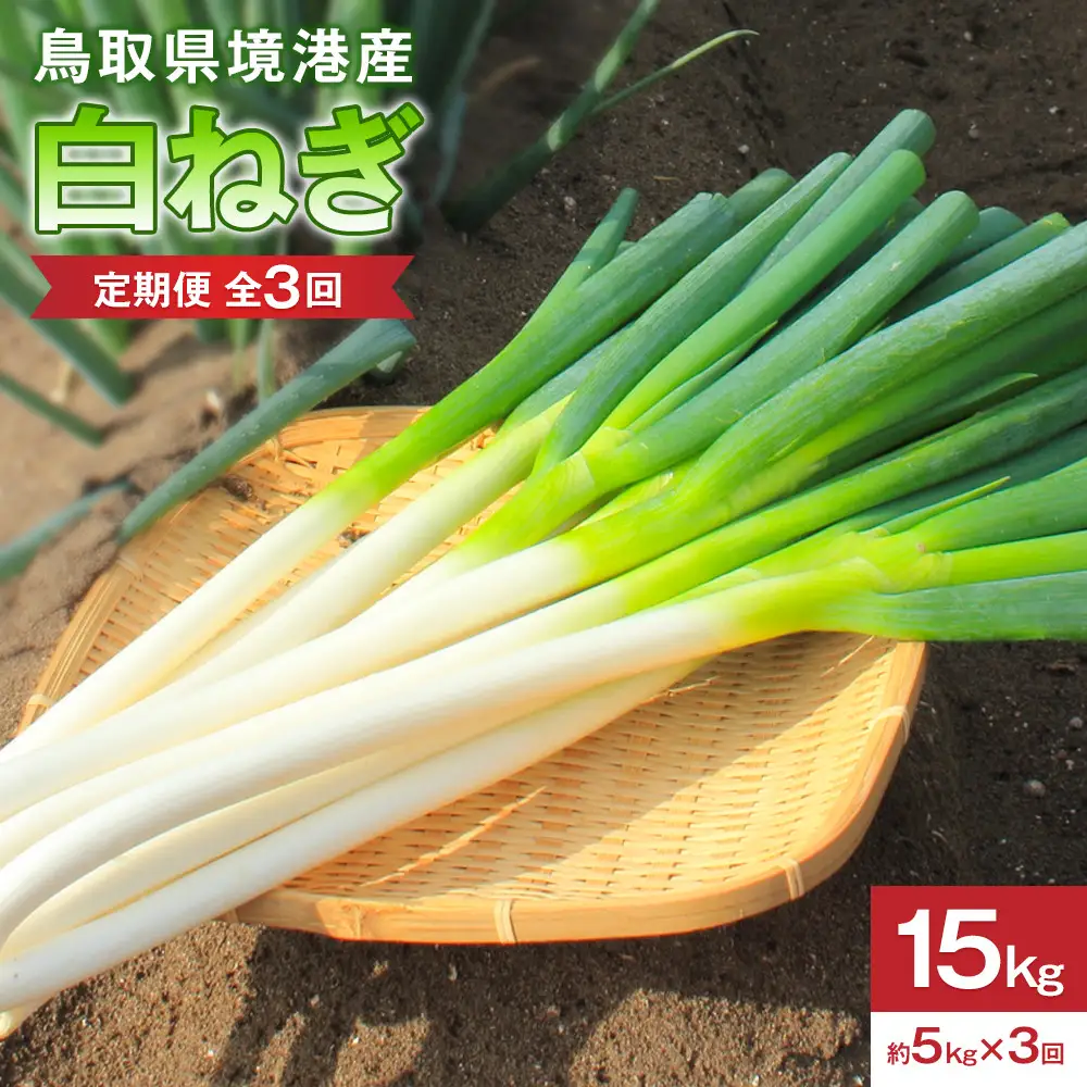 ＜定期便・全3回＞＜先行予約受付中！2026年11月上旬～2027年3月下旬発送予定＞白ねぎ(約5kg×3回・計15kg)