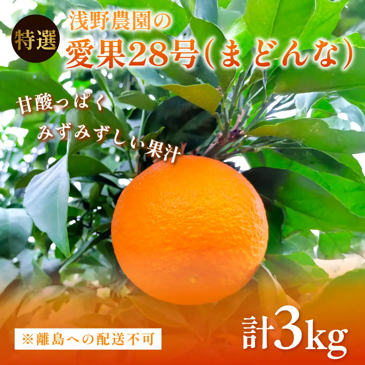 【先行予約】【数量限定】浅野農園の愛果28号（まどんな）特選計3kg ※離島への配送不可（2026年12月中旬～2027年1月中旬頃に順次発送予定） IKTAC023