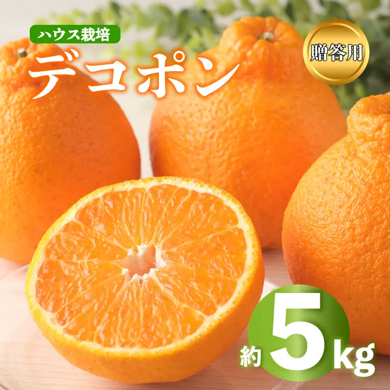 デコポン 不知火 約5kg 2027年 先行予約  秀品 デコポン デコポン デコポン