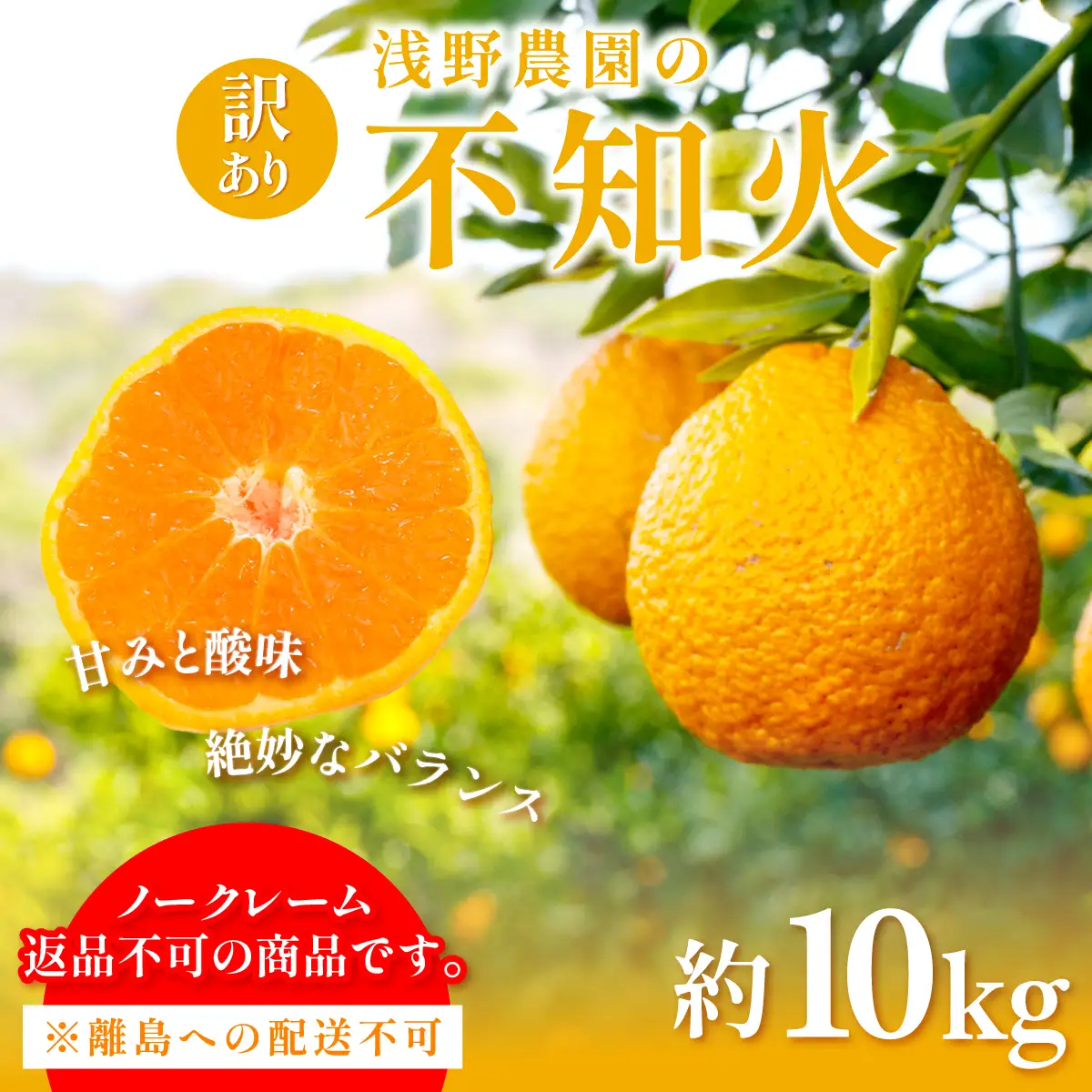 【先行予約】訳あり 不知火 計10kg ※離島への配送不可（2027年2月中旬頃より順次発送予定） IKTAC030
