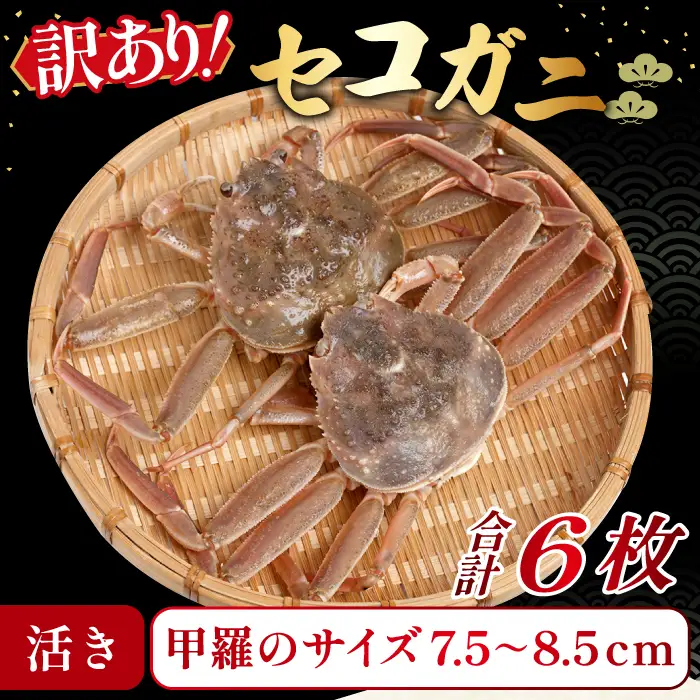【活き】訳あり足折れご自宅用　日本海産親ガニ（セコガ二） 6枚【訳あり かに カニ 蟹 親ガニ セコガニ ずわいがに ズワイガニ 冷蔵 チルド ブランド 蒸し ボイル 足折れ 自宅用 国産 季節限定 お取り寄せ 鳥取県 日吉津村 日本海】