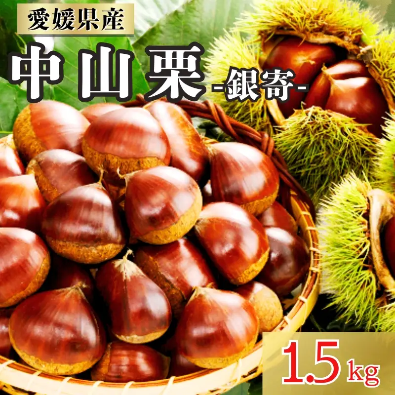 中山栗 銀寄 2Lサイズ 1.5kg 愛媛県ブランド 栗 クリ 冷蔵便 濃厚な甘み ホクホク 焼き栗 栗ごはん 中山町 伊予市 愛媛｜B463