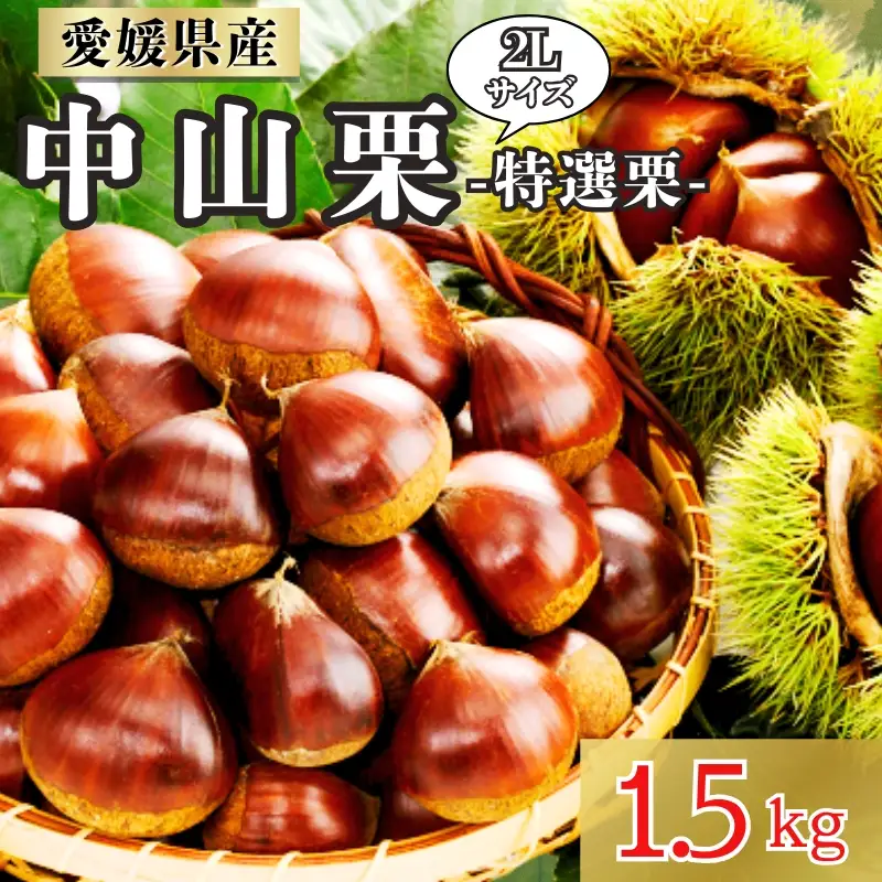 中山栗 特選栗 2Lサイズ 1.5kg 愛媛県ブランド 栗 クリ 冷蔵便 濃厚な甘み ホクホク 焼き栗 栗ごはん 中山町 伊予市 愛媛｜B464