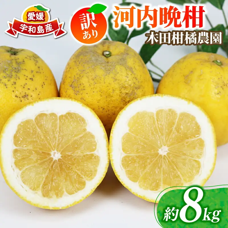 訳あり 河内晩柑 約 8kg 木田柑橘農園 柑橘 B010-185007