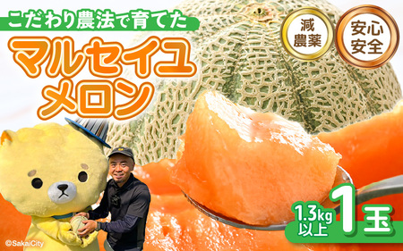 マルセイユメロン 1玉 (1玉あたり：1.3kg以上)【2027年6月中旬以降発送】[A-21217]