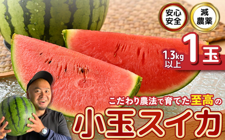安心安全！減農薬！こだわり農法で育てた至高のピノガール (小玉スイカ) 1玉 (1.3kg以上)【2027年7月中旬以降発送】スイカ すいか フルーツ [A-21214]