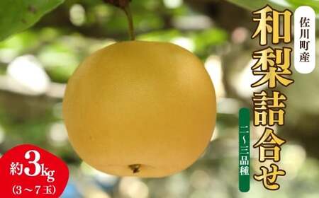 【ふるさと納税】＜梨 詰め合わせ 品種おまかせ 約3kg（3～7玉）和梨 ヒロの果樹園 ＞ なし fruit フレッシュ 旬 果物 くだもの 高知県 佐川町産【常温】＜2025年7月下旬～8月上旬以降発送＞