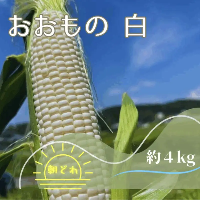【2027年夏発送予約】生で食べられる白い宝石 中津川産プレミアム 純白とうもろこし おおもの白 4kgセット 朝採り 即日冷蔵発送 数量限定 F4N-2369