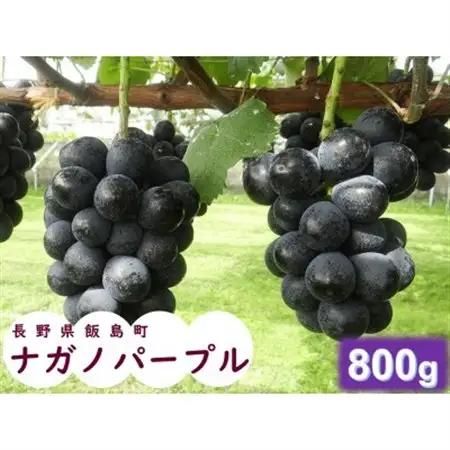 中央アルプス山麓のナガノパープル　約800g【配送不可地域：離島】【1657913】