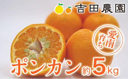 【先行予約】 冬 の柑橘 ポンカン 5kg みかん 柑橘 ジューシー 愛媛 愛南 吉田農園