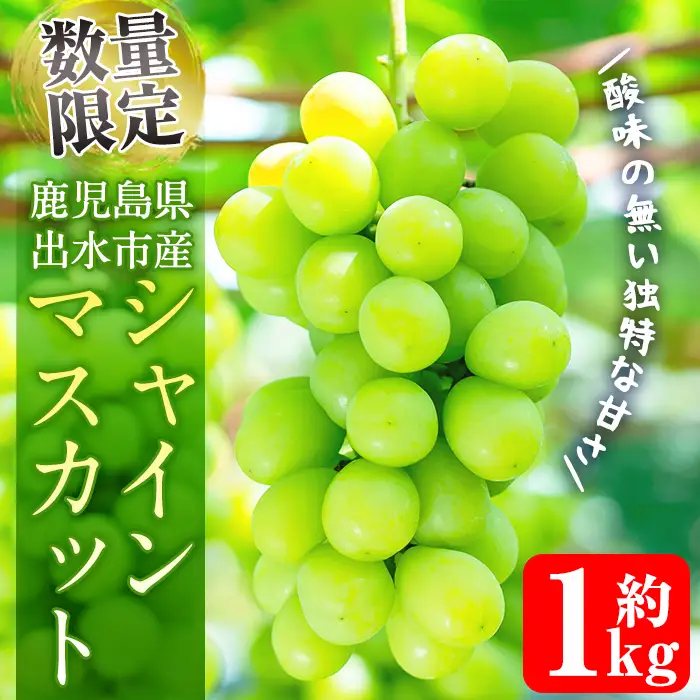 i1014 ≪数量・期間限定≫シャインマスカット (計約1kg) 国産 鹿児島 出水市 ぶどう ブドウ 果物 くだもの フルーツ シャインマスカット マスカット 葡萄 旬 種なし 旬 歯ごたえ 冷蔵 【山門ぶどう園】