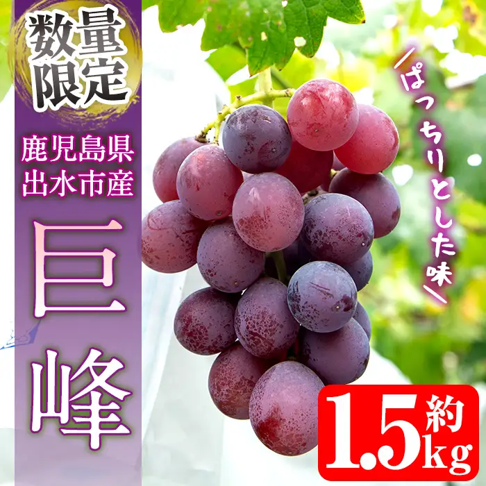 i1168 ≪数量・期間限定≫巨峰 (計約1.5kg) 国産 鹿児島 出水市 ぶどう ブドウ 果物 くだもの 巨峰 葡萄 旬 歯ごたえ 冷蔵 フルーツ グレープ 【山門ぶどう園】