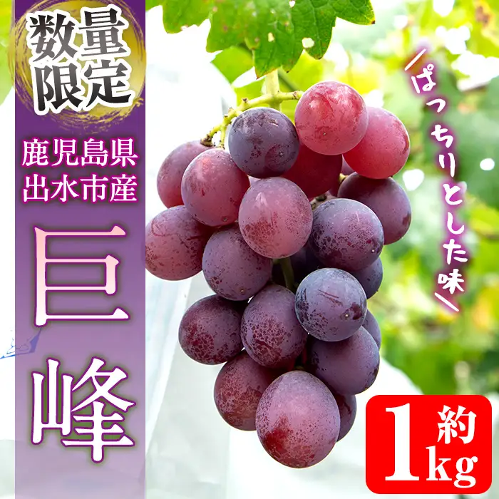 i1169 ≪数量・期間限定≫巨峰 (計約1kg) 国産 鹿児島 出水市 ぶどう ブドウ 果物 くだもの 巨峰 葡萄 旬 歯ごたえ 冷蔵 フルーツ グレープ 【山門ぶどう園】