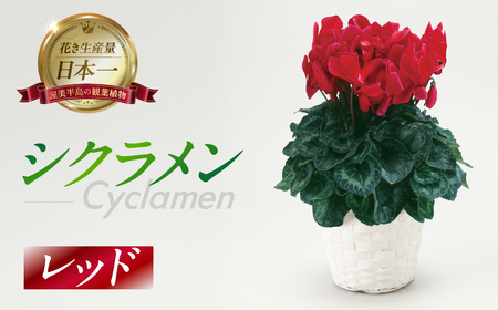 シクラメン レッド 観葉植物 植物 5号鉢 人気 おしゃれ かわいい 初心者 枯れにくい 育てやすい お手入れ 室内 大鉢 中型 インテリア リビング 玄関 寝室 キッチン オフィス プレゼント ギフト 冬 クリスマス