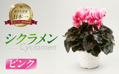 シクラメン ストロベリーフラッペ 観葉植物 植物 5号鉢 人気 おしゃれ かわいい 初心者 枯れにくい 育てやすい お手入れ 室内 大鉢 中型 インテリア リビング 玄関 寝室 キッチン オフィス プレゼント ギフト 冬 クリスマス