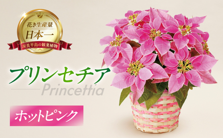 プリンセチア ホットピンク 観葉植物 植物 5号鉢 人気 おしゃれ かわいい お手入れ 室内 大鉢 中型 インテリア リビング 玄関 寝室 キッチン オフィス プレゼント ギフト 冬 クリスマス フラワーギフト