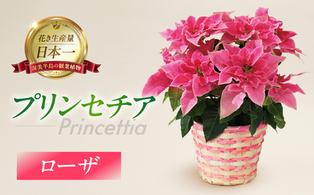 プリンセチア ローザ 観葉植物 植物 5号鉢 人気 おしゃれ かわいい お手入れ 室内 大鉢 中型 インテリア リビング 玄関 寝室 キッチン オフィス プレゼント ギフト 冬 クリスマス フラワーギフト