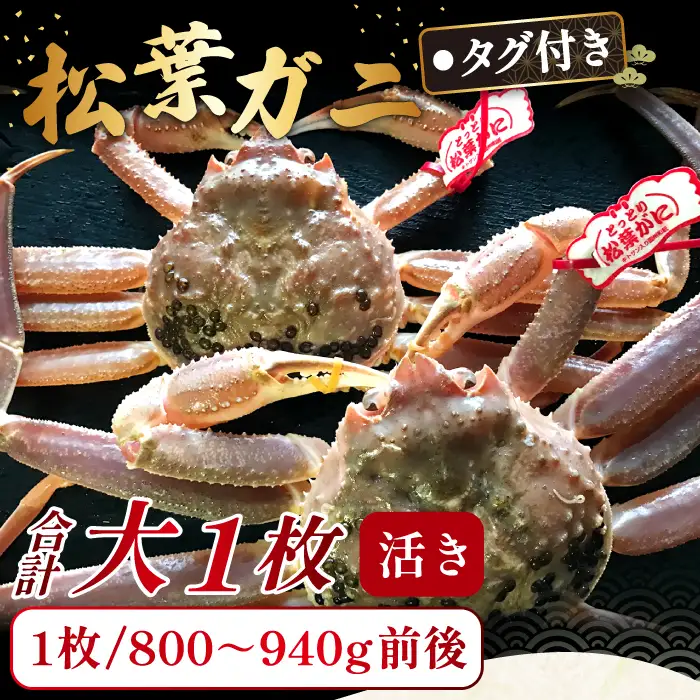 【活き】タグ付き松葉ガニ　大　１枚【松葉ガニ 松葉がに 松葉蟹 まつばがに かに カニ 冷蔵 チルド ブランド ズワイガニ 活き お祝い 冬 国産 季節限定 お取り寄せ 鳥取県 日吉津村 日本海】