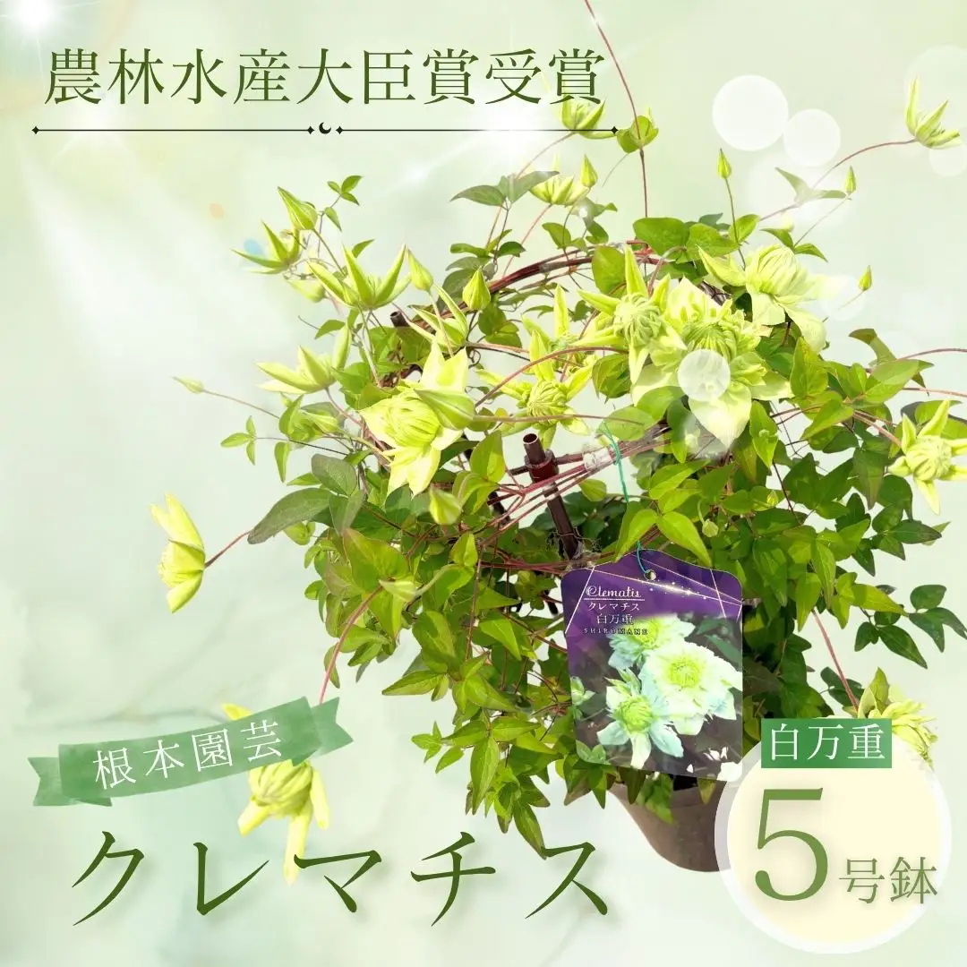 先行予約 クレマチス 白万重 5号鉢 根本園芸 | クレマチス 農林水産大臣賞