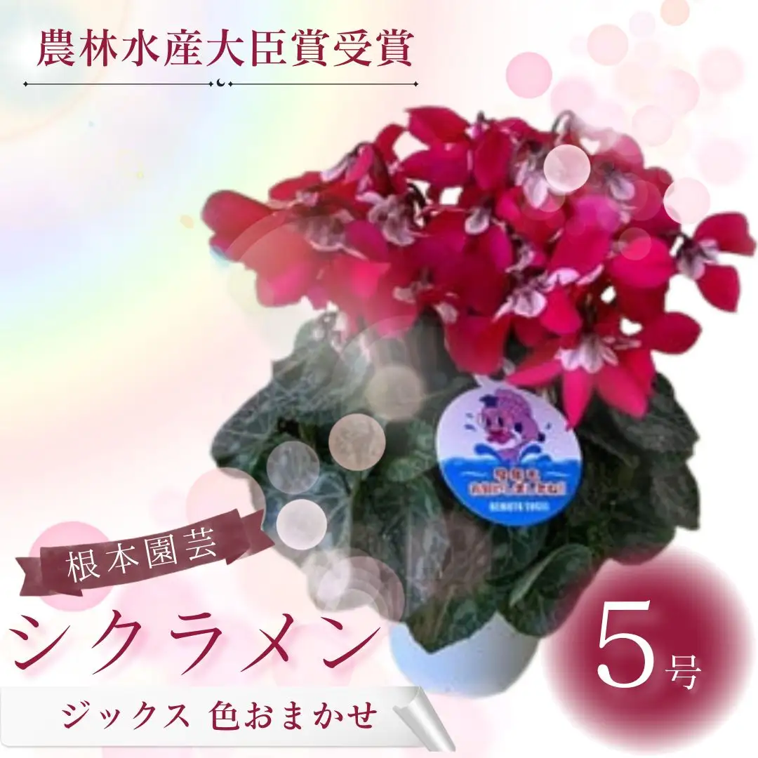 【先行予約】シクラメン ジックス 5号鉢 根本園芸 | シクラメン 農林水産大臣賞