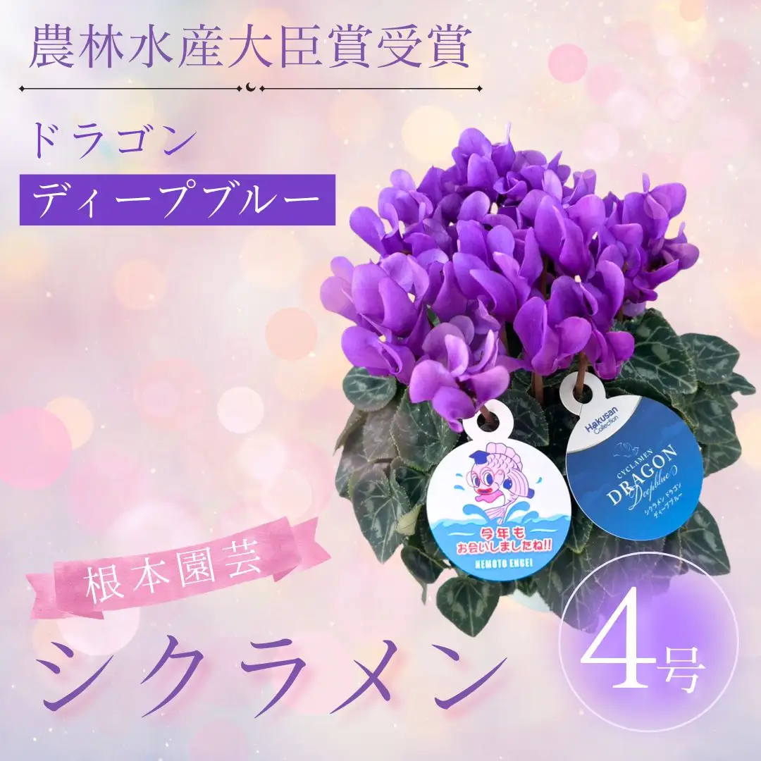 【先行予約】シクラメン ドラゴン ディープブルー 4号鉢 根本園芸 | シクラメン 農林水産大臣賞