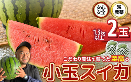 安心安全！減農薬！こだわり農法で育てた至高のピノガール (小玉スイカ) 2玉 (1玉あたり：1.3kg以上) 【2027年7月中旬以降順次発送予定】 [A-21215]