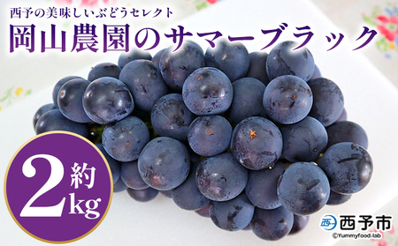 ＜西予の美味しいぶどうセレクトセット／サマーブラック 約2kg（岡山農園）＞ 果物 くだもの フルーツ ぶどう 葡萄 ブドウ セット 食べ比べ 野菜ソムリエ 食べて応援 特産品 産地直送 西予ぶどう倶楽部 愛媛県 西予市【冷蔵】『7月下旬から8月中旬迄に順次出荷予定』OMC0010