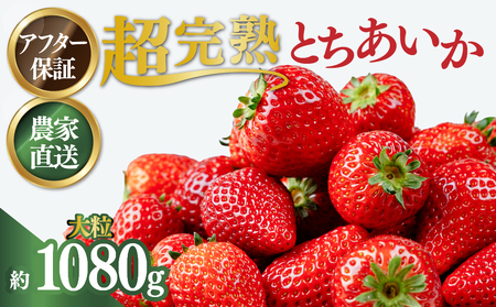いちご【1月以降発送】朝採れとちあいか 大粒 約270g×4パック 合計 約1080g |イチゴ いちご