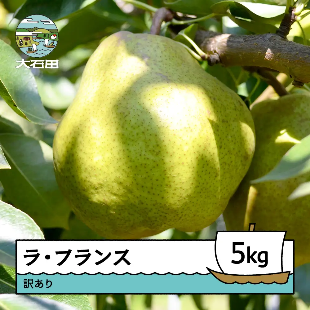 【先行予約】 洋梨 ラ・フランス 訳あり 約5kg 令和8年産 2026年産  ※沖縄・離島への配送不可 ry-lawxx5000