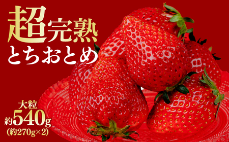 いちご【1月以降発送】朝摘み とちおとめ 大粒 2パック540g |いちご イチゴ