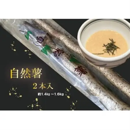 【12月より順次発送】自然薯　2本入り　約1.2kg～1.6kg【配送不可地域：離島・北海道・沖縄県・東北・中国・四国・九州】【1551520】