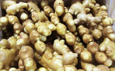 こだわり農法の生姜 (水洗い600g) 生姜［1101-2］