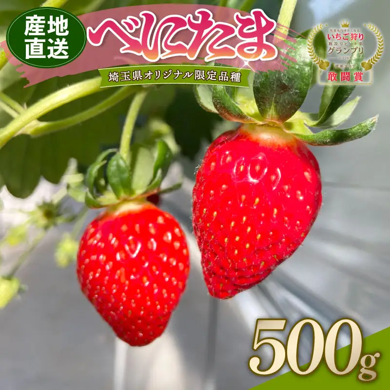 【予約】苺 べにたま 250g×2 500g いちご 苺