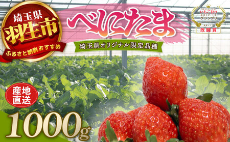 【予約】希少苺 べにたま 1000g いちご 苺 いちご べにたま 埼玉県 羽生市