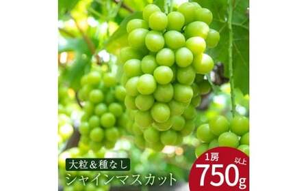 特大シャインマスカット　1房(約750g)