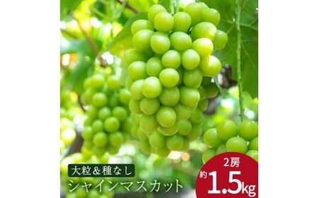 特大シャインマスカット　2房　約1.5kg