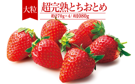 いちご【2月以降発送】朝採れとちおとめ 大粒 約270g × 4パック 合計 約1080g |イチゴ いちご