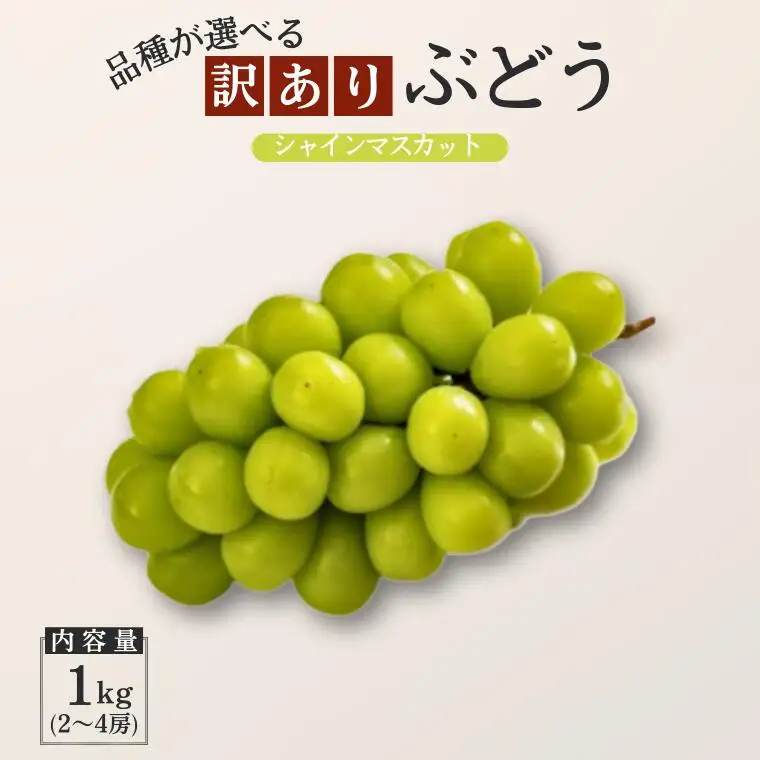TK19　ぶどう シャインマスカット 【家庭用】 約1kg ／2026年9月中旬～10月初旬頃 配送予定 // 長野県 松川町産 南信州 葡萄 ブドウ 種なし 高品質 2～3房 高糖度 高地栽培 シャインマスカット お試し 訳あり