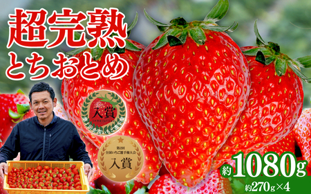 いちご【3月以降発送】朝採れとちおとめ レギュラーサイズ 約270g×4パック 合計 約1080g |イチゴ いちご