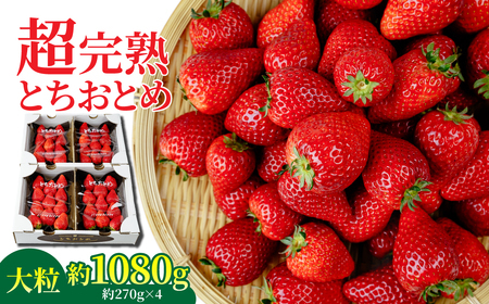 いちご【2月以降発送】朝採れとちおとめ 大粒 約270g × 4パック 合計 約1080g |イチゴ いちご