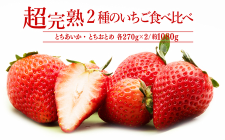 いちご【2月以降発送】朝採れとちおとめ×とちあいか レギュラーサイズ 食べ比べセット 約270g × 各2パック 合計約1080g |イチゴ いちご