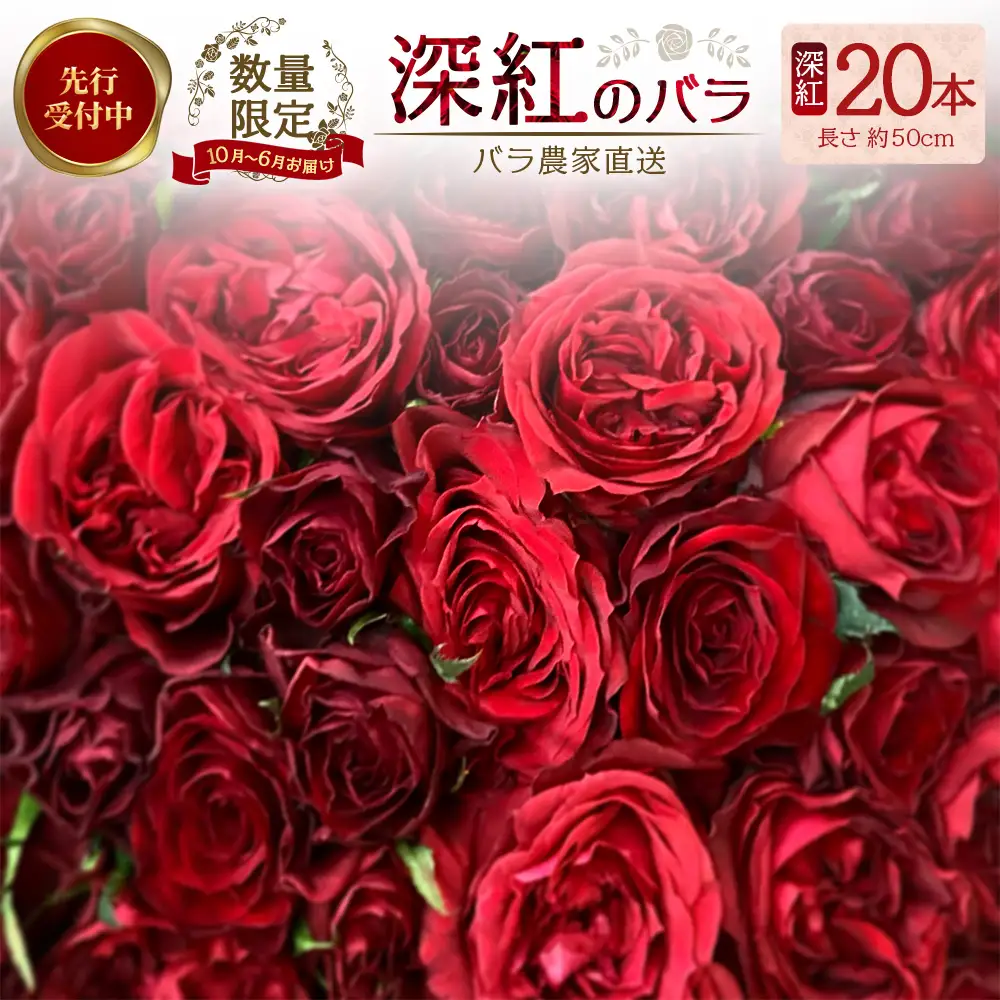 ※先行予約※【数量限定・ギフト】 ばら農家直送！深紅の薔薇20本お届け TB-17│ローズ 新鮮 バラ 花 フラワー 花束 ばら 薔薇 誕生日 記念日 結婚祝い プロポーズ ギフト プレゼント お祝い 贈り物 贈答 鹿児島県 南大隅町 富田バラ園