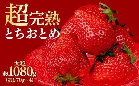 いちご【3月中旬以降発送】朝摘み とちおとめ 大粒 4パック1080g ｜ いちご イチゴ