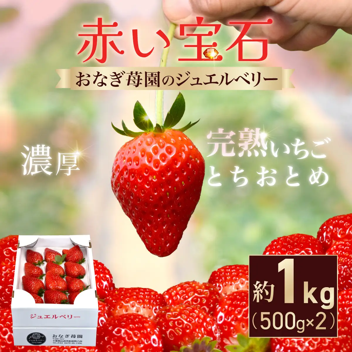 【先行予約】【1月下旬から発送】赤い宝石 おなぎ苺園のジュエルベリー 完熟いちご とちおとめ 約1kg（約500g×2） SMCO002