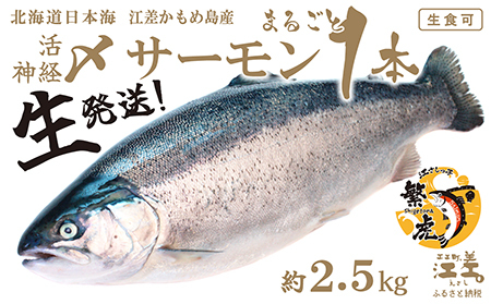 ＼予約完売！ありがとうございました／生発送！【1本まるごと】活〆・神経〆 北海道産 サーモン 約2.5kg  1尾　生食用　漁師直送　冷蔵便　日本海 かもめ島海面養殖　純国産 ブランドサーモン『江さしっ子 繁虎』　衝撃の口どけ　とろける脂　生食可　冷凍　トラウトサーモン　刺身　サーモンステーキ　カルパッチョ　海鮮　鮭　さけ　シャケ　しゃけ　さーもん