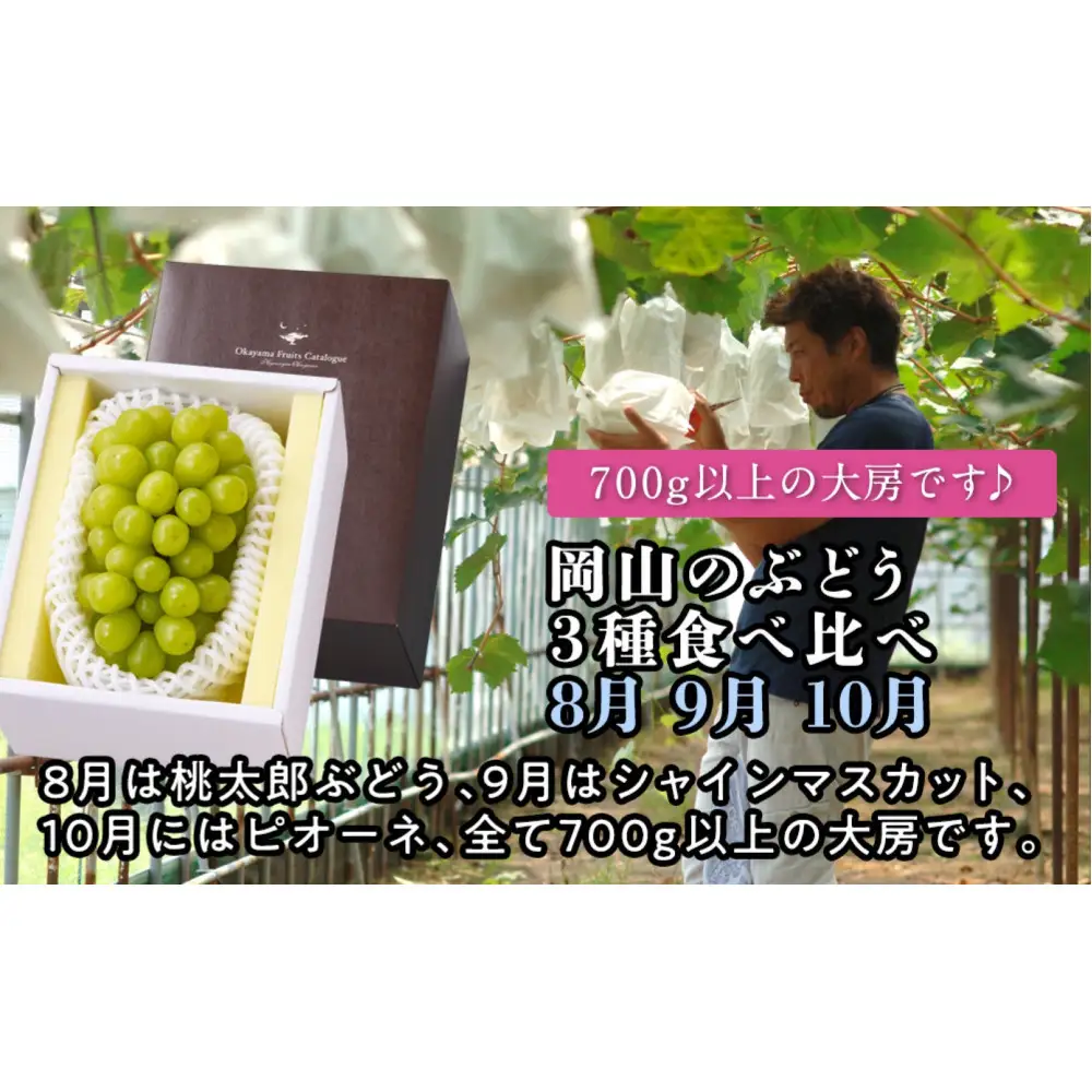 【定期便】岡山のぶどう　3種食べ比べ（8月・9月・10月）【2027年度発送】