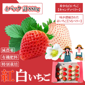 GF002_【2025年11月中旬～2026年4月発送】紅白いちご880g ゆりかーごC4パック