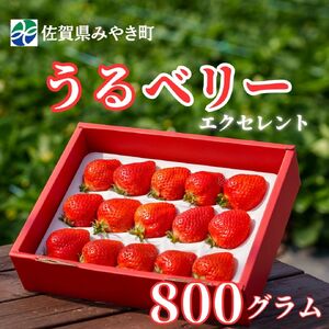 GF004_【2025年11月中旬～2026年4月発送】エクセレント800ｇ