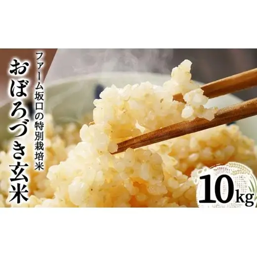 令和7年産!ファーム坂口の特別栽培米 おぼろづき玄米10kg(10kg×1袋)